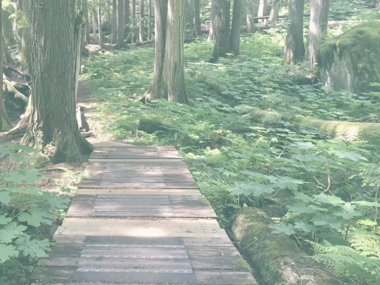 Path through the woods
