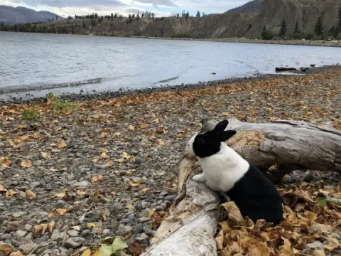 Bunny on a beach